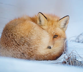 「動物愛護」の観点から。